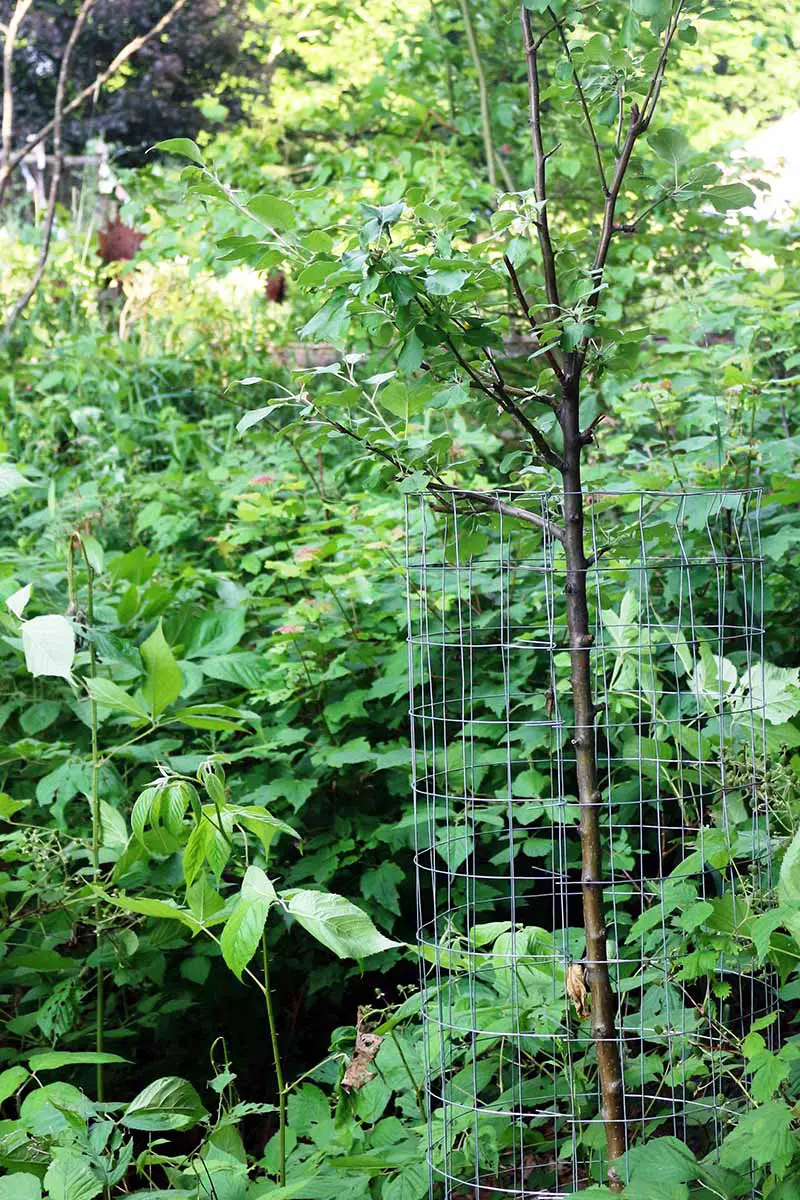 Una imagen vertical de cerca de un árbol frutal con malla de alambre que lo rodea creciendo en un gremio de árboles frutales con otras plantas.