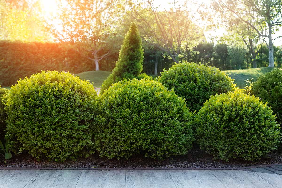 Una imagen horizontal de arbustos formales de boj que crecen en el jardín fotografiado a la luz del sol de la tarde.
