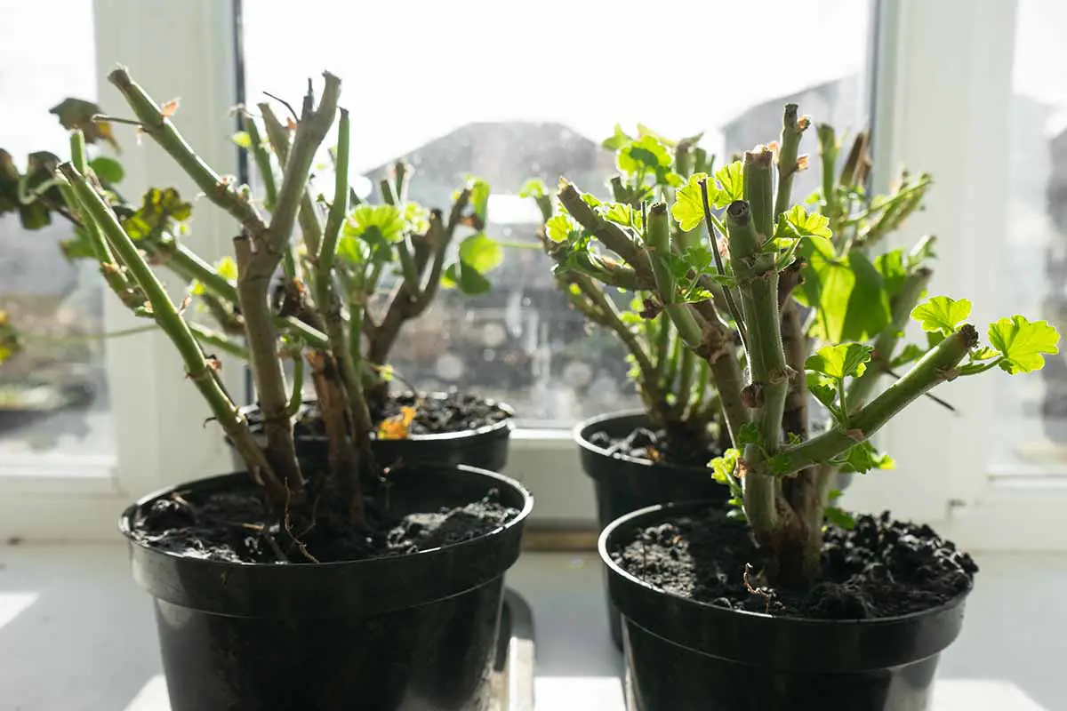Una imagen horizontal de cerca de plantas de geranio en macetas pequeñas colocadas en un alféizar.