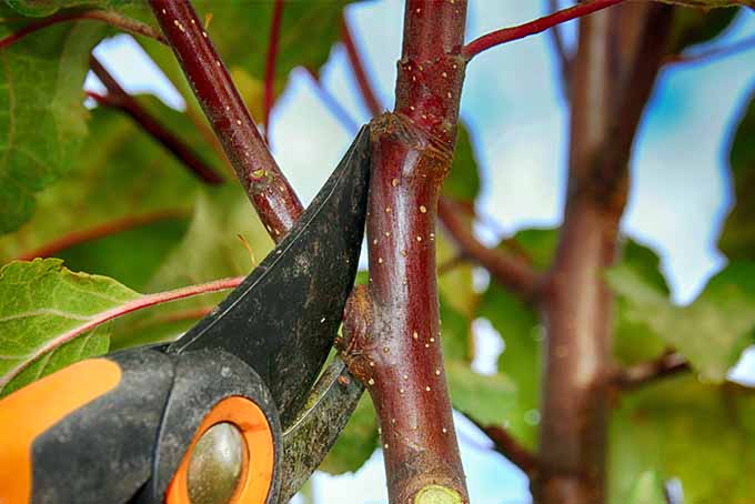 Una pequeña rama de un manzano está siendo cortada por tijeras de podar naranjas y negras.