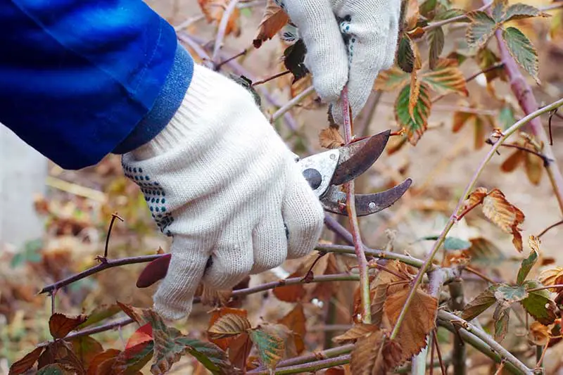 Una imagen horizontal de primer plano de un jardinero con guantes podando las cañas de un arbusto Rubus en otoño.