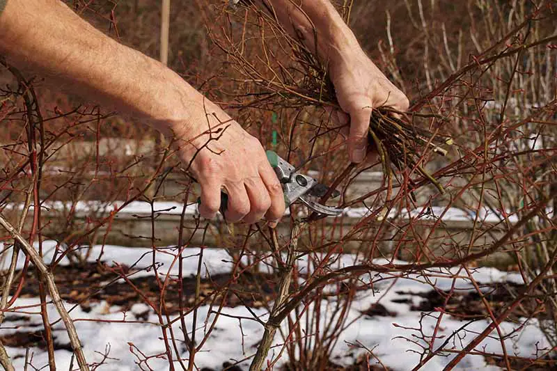 Una imagen horizontal de cerca de dos manos desde la izquierda del marco podando un arbusto de arándanos en invierno.