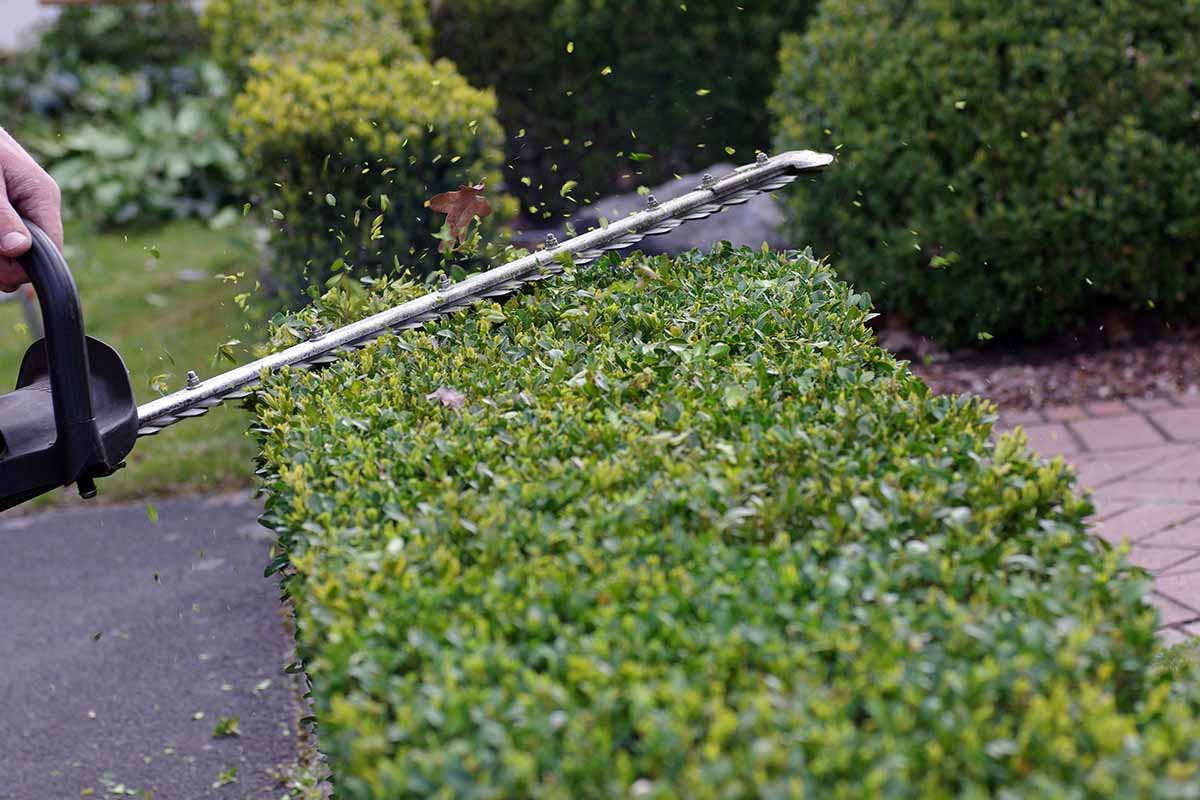 Una imagen horizontal de primer plano de un jardinero que usa un cortasetos eléctrico para podar el boj.