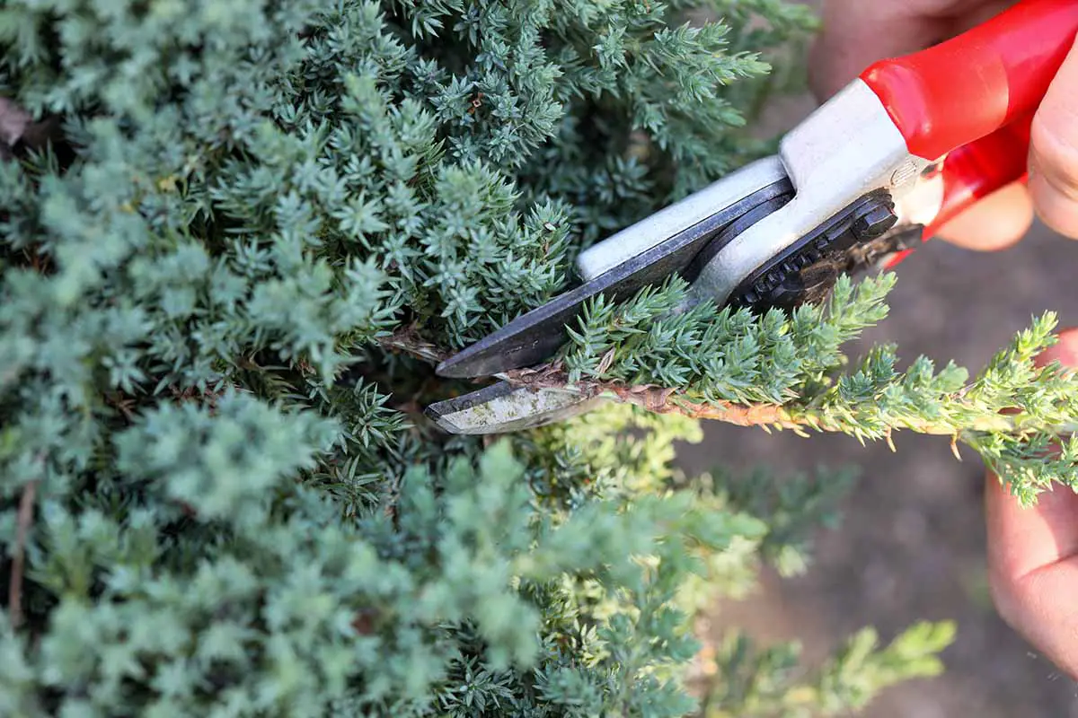 Una imagen horizontal de primer plano de un jardinero podando un arbusto de enebro rastrero.