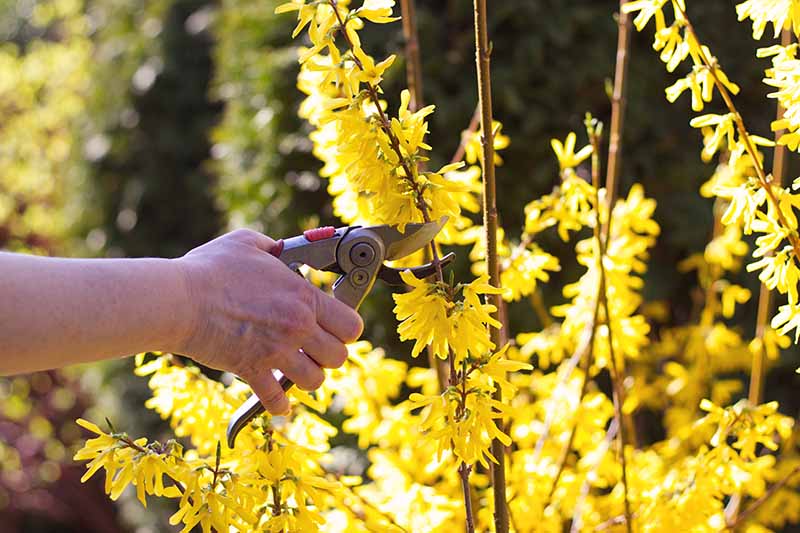 Una imagen horizontal de primer plano de una mano desde la izquierda del marco que sostiene un par de tijeras de podar cerca de un arbusto de flores de color amarillo brillante.