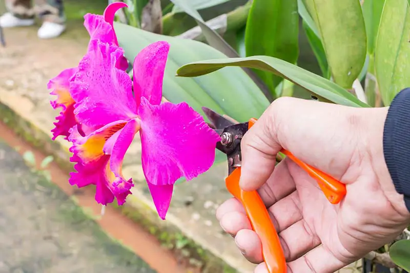 Una imagen horizontal de primer plano de una mano desde la derecha del marco podando una planta de orquídea con flores de color rosa brillante.