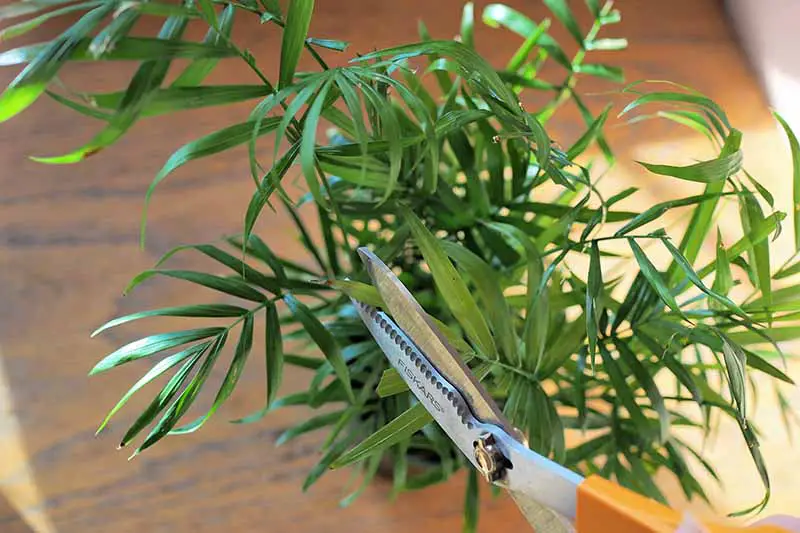 Una imagen horizontal de primer plano de una palma de salón con las puntas de las hojas recortadas con un par de tijeras.