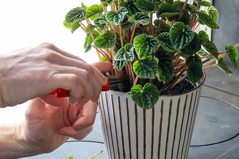 Una imagen horizontal de cerca de dos manos desde la izquierda del marco usando un par de tijeras para podar una planta de peperomia que crece en una maceta de cerámica.