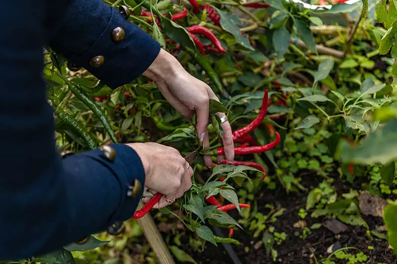 Una imagen horizontal de cerca de manos desde la izquierda del marco podando pimientos rojos de un arbusto.