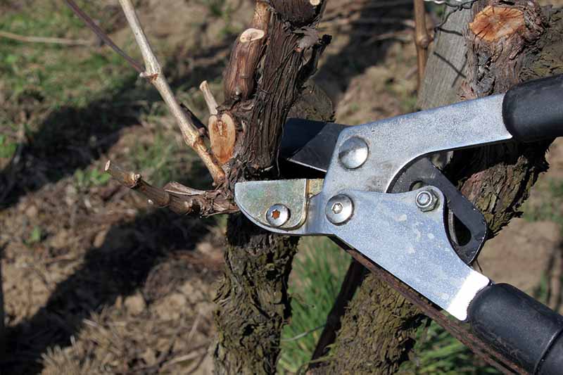 Una imagen horizontal de primer plano de un par de tijeras de podar cortando una rama.