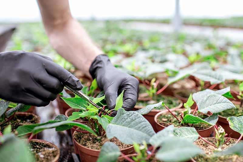 Un primer plano de dos manos con guantes negros sosteniendo pequeñas tijeras de podar cortando cuidadosamente piezas de una planta de Euphorbia pulcherrima, sobre un fondo de enfoque suave.