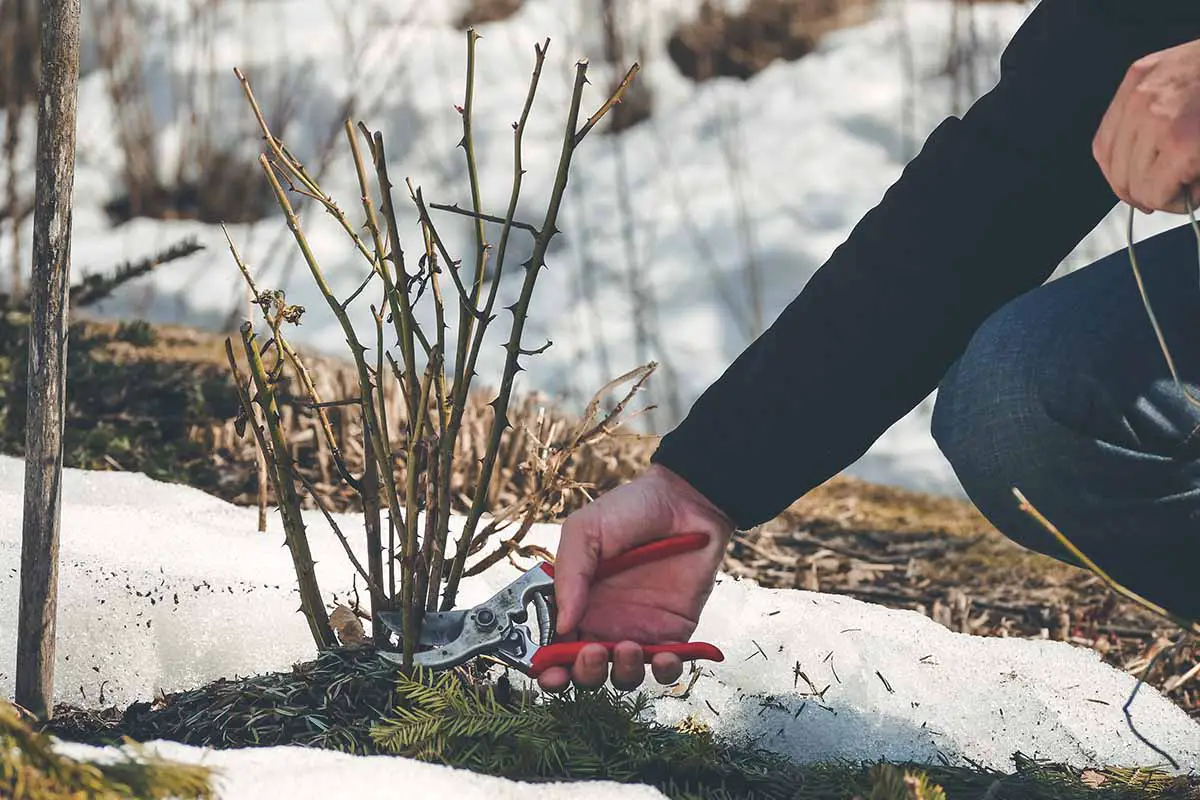 Una imagen horizontal de primer plano de un jardinero podando un rosal en invierno.