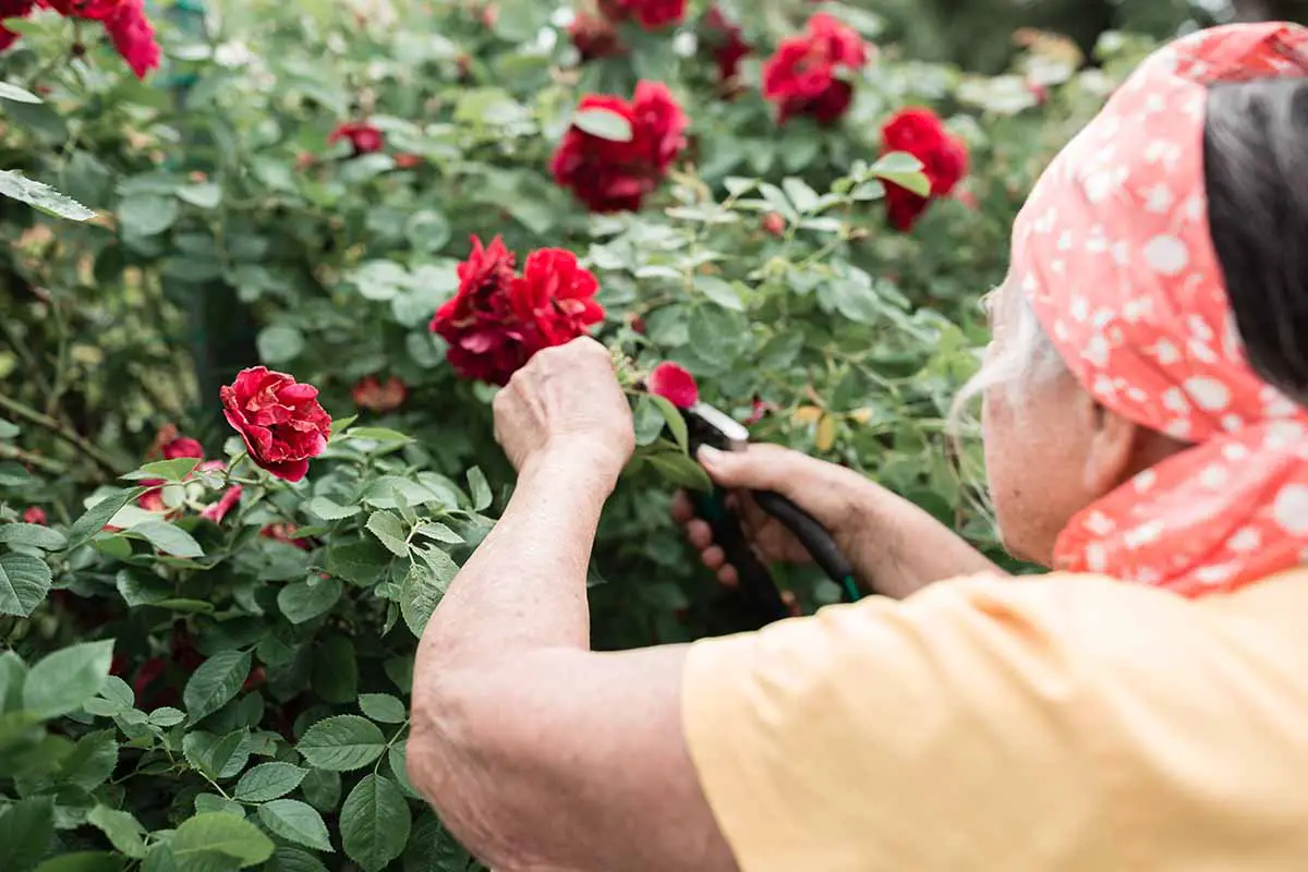Una imagen horizontal de primer plano de un jardinero podando rosas rojas brillantes en el jardín.