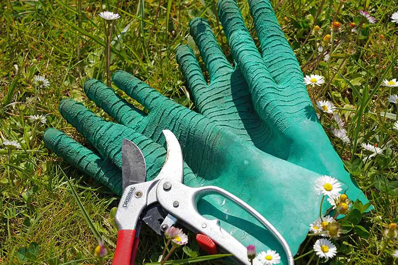 Una imagen horizontal de primer plano de un par de guantes de jardinería colocados en un césped con un juego de tijeras de podar.