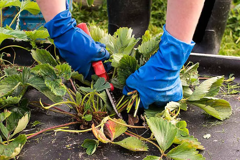 Una imagen horizontal de cerca de dos manos enguantadas sosteniendo un par de tijeras de podar cortando hojas y tallos de una planta en un jardín elevado antes.