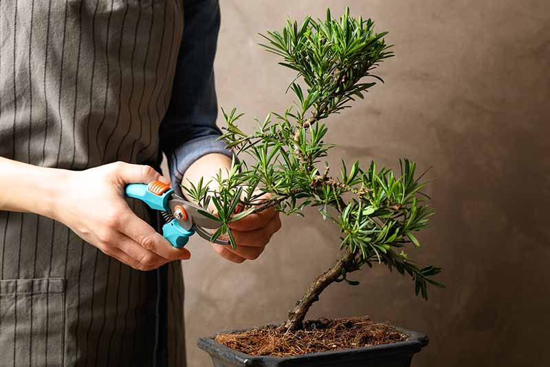 Una imagen horizontal de primer plano de un jardinero que usa un par de tijeras de podar para recortar las ramas de un bonsái.