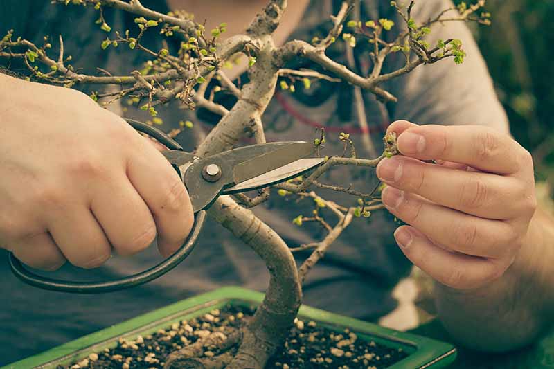 Una imagen horizontal de primer plano de un jardinero podando un árbol frutal en miniatura.