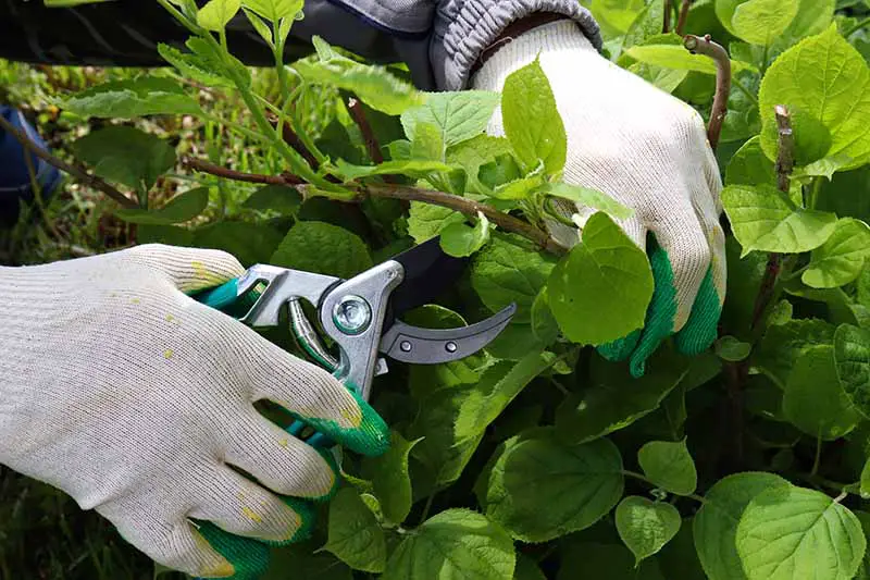 Una imagen horizontal de primer plano de un jardinero con guantes sosteniendo un par de podadoras para cortar ramas de un arbusto de hortensias.