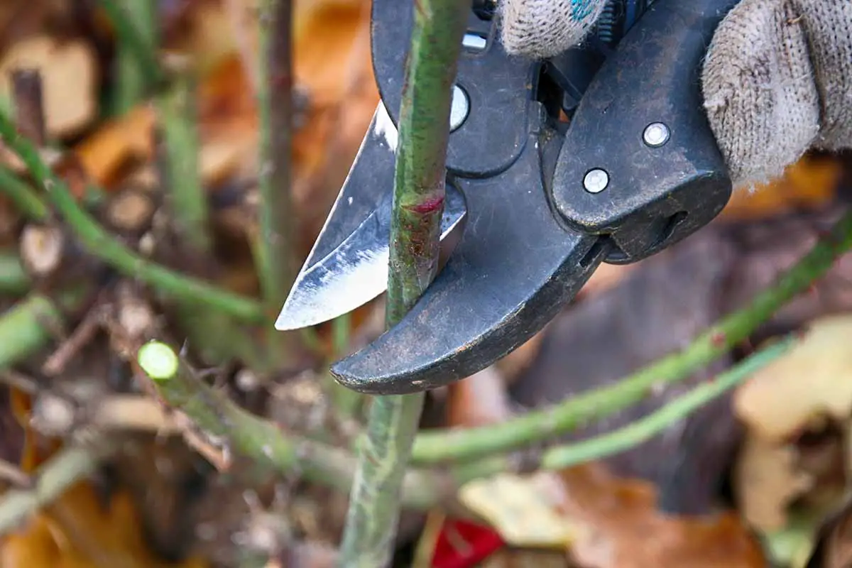 Una imagen horizontal de primer plano de un jardinero que usa un par de tijeras de podar para podar la rama de un arbusto.