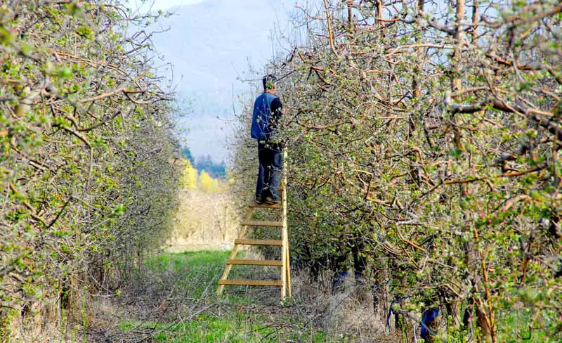 Un hombre en una escalera poda manzanos en un huerto.