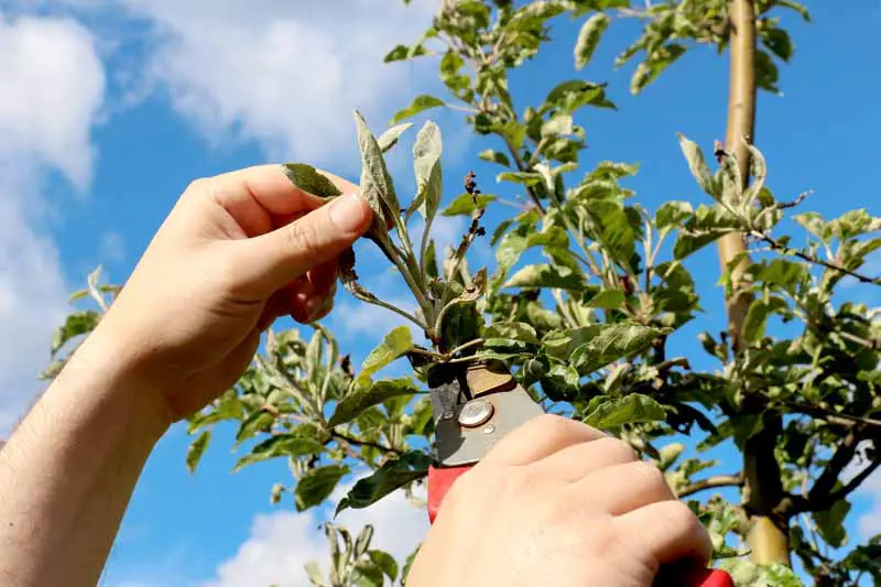 Un par de manos humanas utilizan una herramienta de poda para quitar las ramas de un manzano infectado con Podosphaera leucotricha.