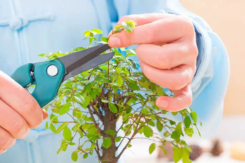 Una imagen horizontal de primer plano de un jardinero podando una pequeña planta bonsái.