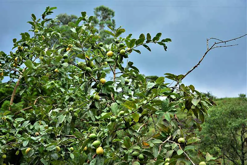 Una imagen horizontal de cerca de un árbol de guayaba con frutos maduros que crecen en un huerto.
