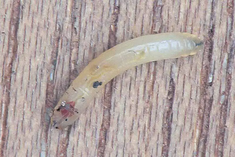 Vista de arriba hacia abajo de un gusano de la mosca de la roya de la zanahoria en una superficie de madera.