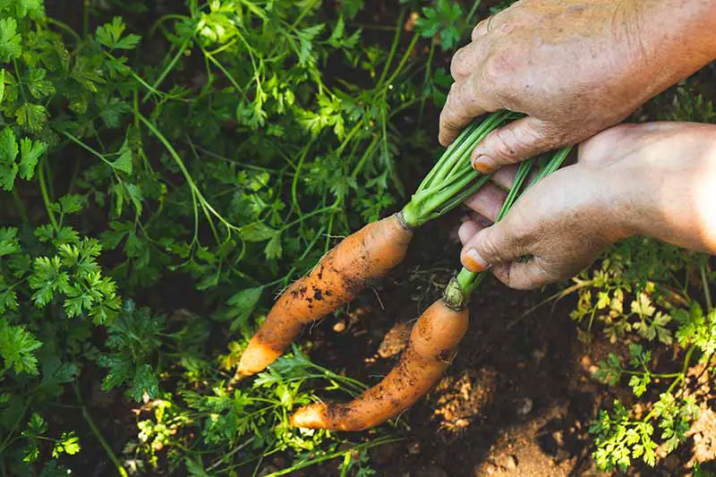 Un primer plano de dos manos desde la derecha del marco sacando zanahorias del suelo, con puntas verdes en el fondo.