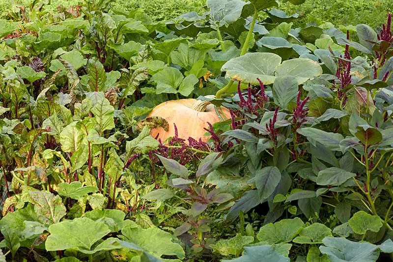 Una escena de jardín con una calabaza creciendo entre una selección de otras verduras y plantas.