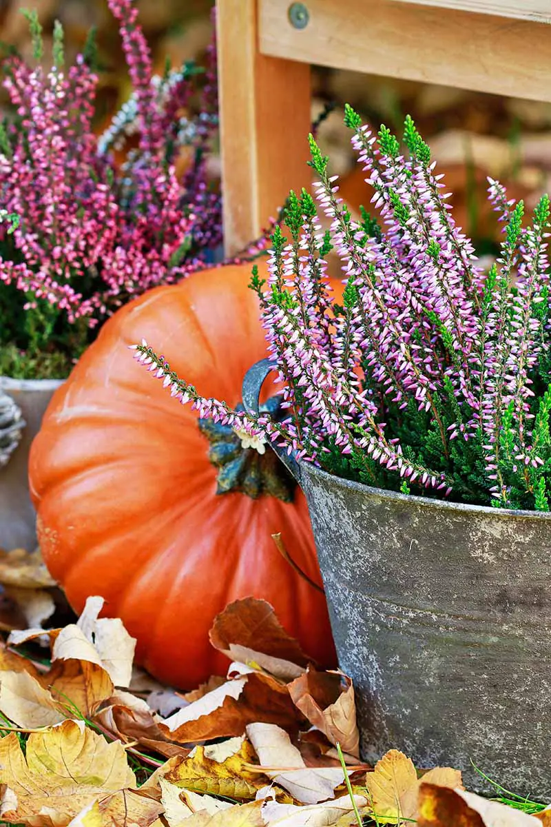 Una imagen vertical de una calabaza de color naranja brillante ubicada detrás de un cubo de metal que contiene ramitas de flores de color púrpura en tallos de hojas verdes.  Las hojas de otoño están esparcidas en la parte inferior, y en el fondo hay una pata de silla de madera y más ramitas moradas.
