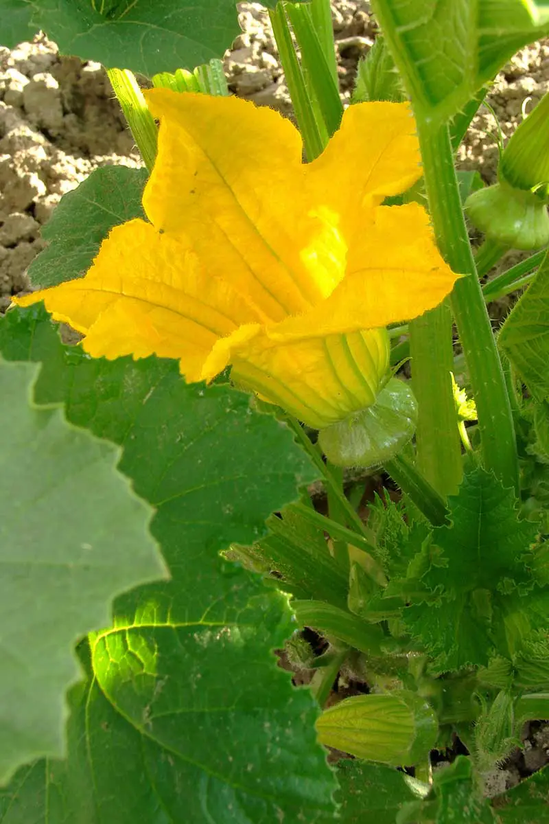 Una imagen vertical de cerca de una flor amarilla brillante con una pequeña calabaza desarrollándose debajo de ella, con follaje en foco suave en el fondo.