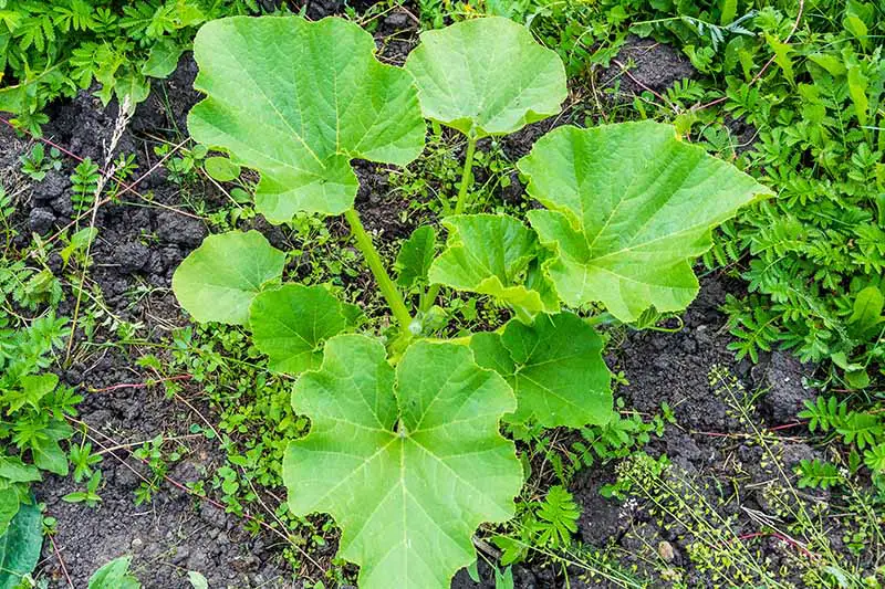 Una imagen de arriba hacia abajo de una planta joven de Cucurbita pepo que crece en el jardín rodeada de malezas, con un suelo rico y oscuro visible en el fondo.