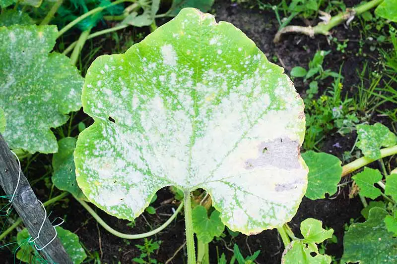 Una imagen horizontal de primer plano de una hoja verde brillante cubierta de una sustancia fúngica blanca que es el resultado de una enfermedad, representada en un fondo de enfoque suave.