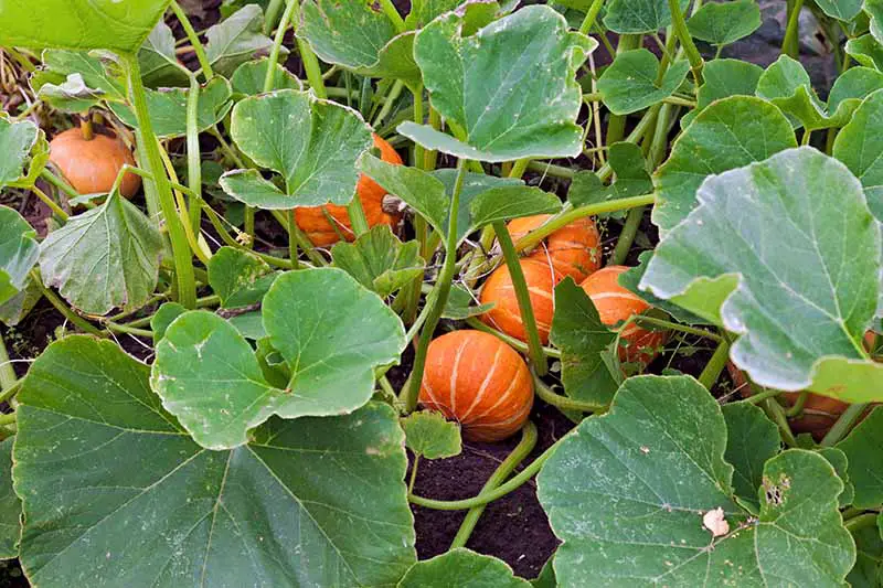 Un primer plano de un huerto de calabazas con grandes hojas de color verde oscuro y una serie de pequeños frutos de rayas naranjas que se desarrollan entre ellos.
