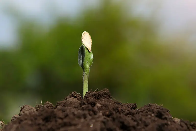 Un primer plano de una pequeña plántula de calabaza que acaba de germinar, en un suelo fértil, fotografiada sobre un fondo de enfoque suave.