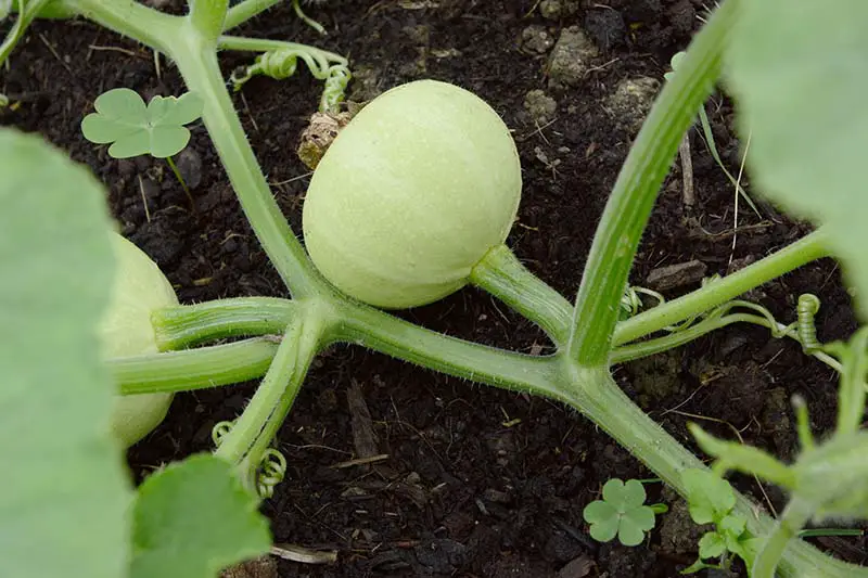 Un primer plano de una enredadera de calabaza con una fruta joven en desarrollo, con el suelo en un enfoque suave en el fondo.