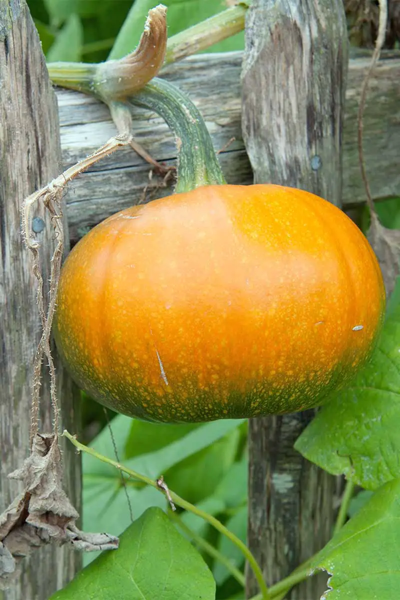 Una calabaza verde y naranja joven que crece en una vid verde gruesa contra una cerca de madera, con hojas grandes de color verde más claro.