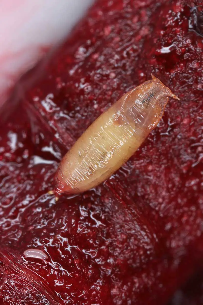 Una imagen vertical de primer plano de la pupa de la mosca común de la fruta Drosophila sobre una superficie roja.