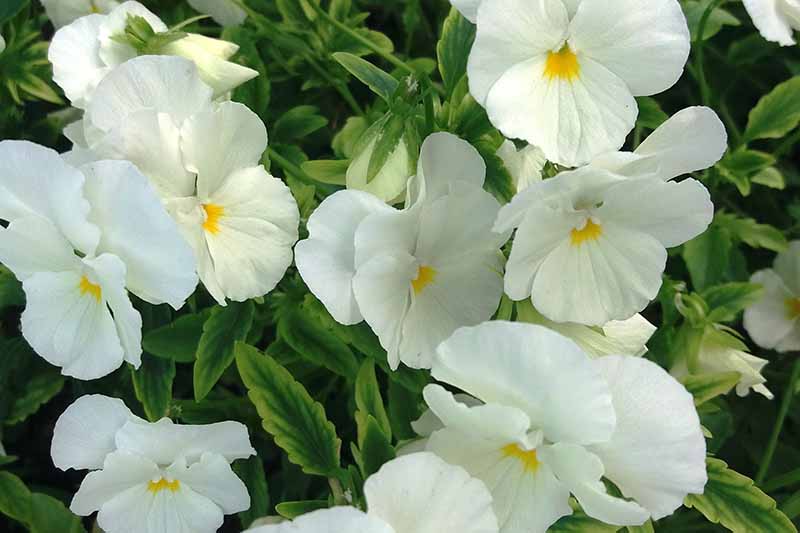 Un primer plano de flores de viola blancas puras que crecen en el jardín a la luz del sol.