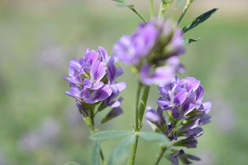 Una imagen horizontal de primer plano de las flores de color púrpura claro de Medicago sativa, también conocida como alfalfa o lucerna, ilustrada sobre un fondo de enfoque suave.