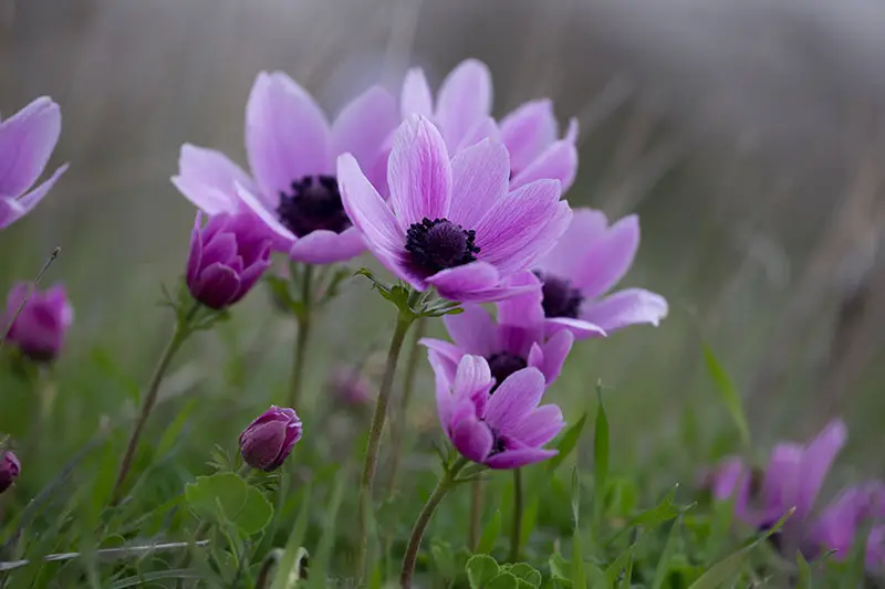 Una imagen horizontal de primer plano de flores de anémona de color púrpura claro que crecen en el jardín representadas en un fondo de enfoque suave.
