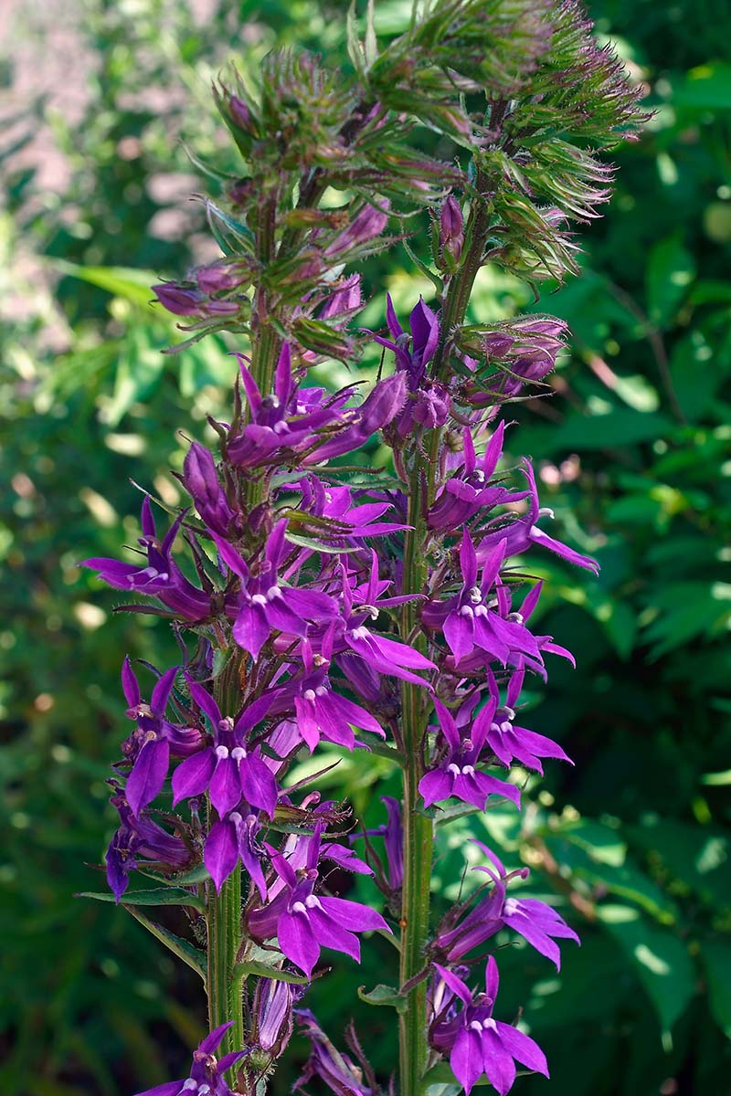 Una imagen vertical de Lobelia siphilitica con flores violetas verticales que crecen en un lugar sombreado en el jardín de verano, fotografiada con luz solar filtrada sobre un fondo de enfoque suave.