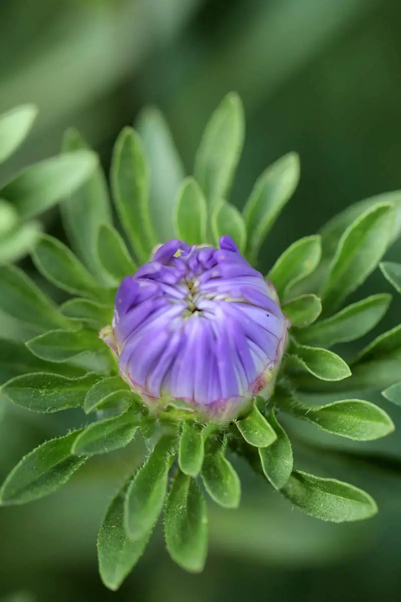 Una imagen vertical de un primer plano de un pequeño capullo de aster púrpura de China que aún no se ha abierto en una flor.  Rodeando el centro morado hay hojas pequeñas y delgadas, sobre un fondo verde de enfoque suave.