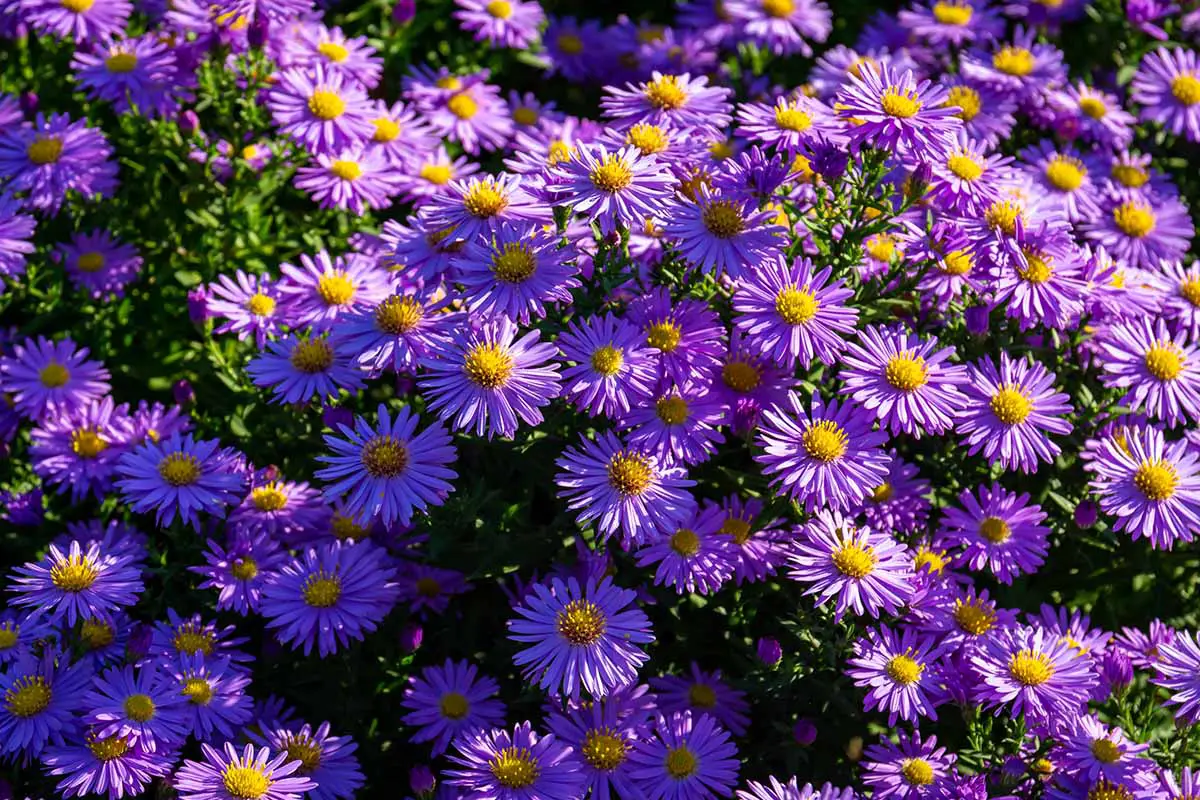 Una imagen horizontal de primer plano de flores de aster púrpura que crecen en el jardín fotografiadas con luz solar filtrada.