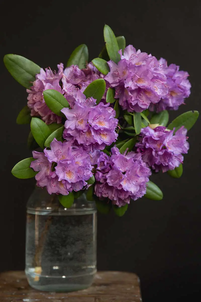 Una imagen vertical de primer plano de flores violetas cortadas en un pequeño jarrón de cristal sobre un fondo oscuro.