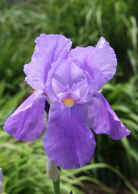 Primer plano de un iris de color violeta pálido.