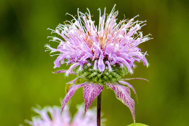 Un primer plano de una flor de bálsamo de abeja violeta claro, con pétalos largos y delgados que se estrechan en los extremos, hojas violetas y verdes justo debajo de las flores, sobre un fondo verde claro de enfoque suave.