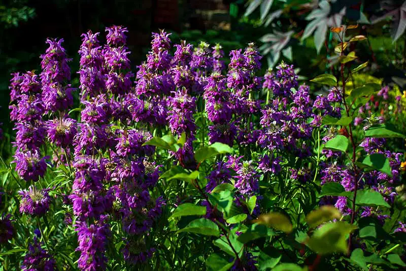 Un grupo de flores de bálsamo de abeja púrpura que crecen en el jardín rodeadas de follaje verde bajo el sol brillante.