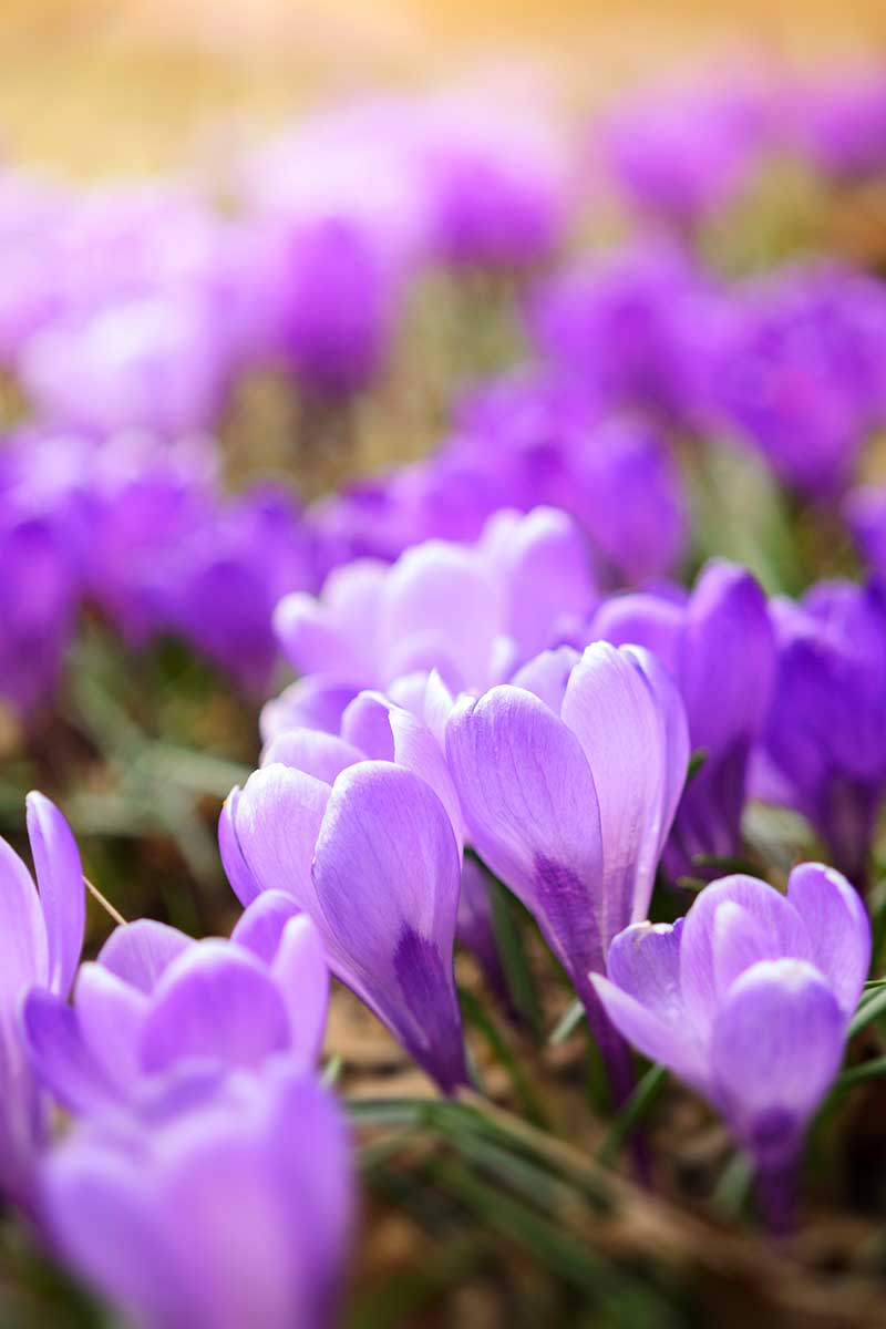 Una imagen vertical de primer plano de flores de azafrán púrpura a la luz del sol que se desvanece en un enfoque artístico suave en el fondo.